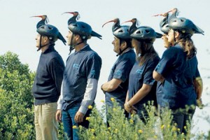 Conservationists look on as six Hermit ibises were released in Cadiz