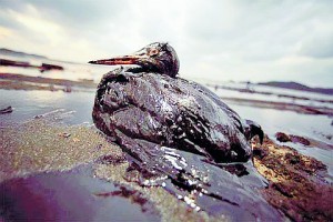 BP oil spill bird - Gulf of Mexico