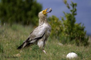 Alimoche vulture is now extinct in Malaga Province
