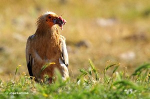 Egyptian vulture feeding