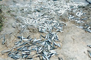 DEAD: Fish in the Guadalhorce River