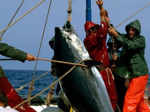 Fishermen catch blue fin tuna