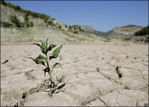DROUGHT: Urgent measures are needed to tackle desertification