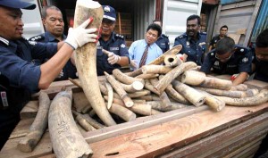 ivory-smuggling