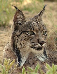 Donana National Park is a key habitat for the endangered Iberian Lynx