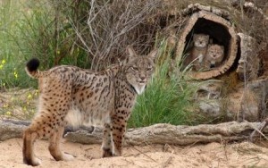 A family of endangered lynxes in Spain