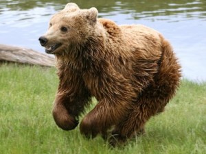 The Cantabrian brown bear came under threat when a new ski-resort was proposed in the Cantabrian mountains