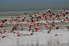 flamingo-banding