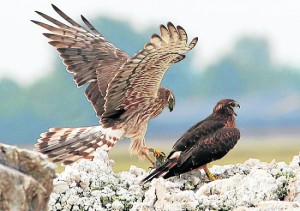 Montagu’s harriers are a threatened species in Spain