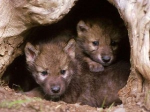Spanish wolf cubs