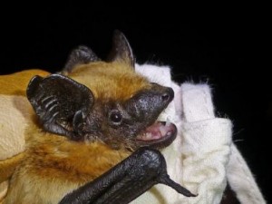 GIBRALTAR BAT: The creature was caught in December, during a netting session at the Botanical Gardens
