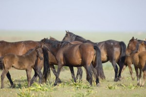 wild-horses