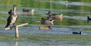 The ponds and swamps, particularly la Charca de Suarez, are awash with waterfowl taking their winter break