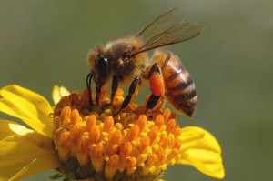 Death rates among honey bees are far lower in Spain and other Mediterranean countries