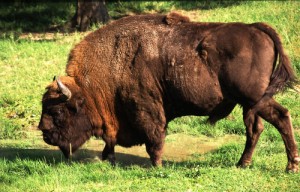 With just 4,000 European bison left worldwide, the birth of the two calfs – named Pipa and Lipion – is vital for the survival of the species