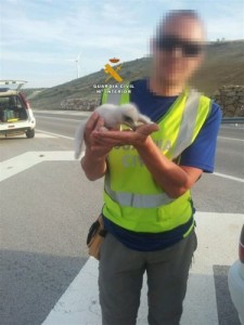 Guardia Civil have arrested five people suspected of stealing baby golden eagles from their nests