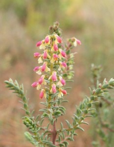 With elegant pink and white flowers, Odontites Foliosus is normally found in clearings in pine and oak woods, or in the undergrowth