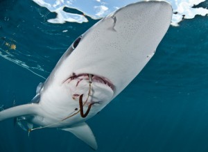 Scientists have discovered the use of 60 mile-long fishing lines, bristling with baited hooks to target British sharks