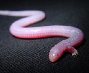 Worm lizards are still thriving today, with most of the 180 species living in the Arabian Peninsula, Africa and South America