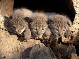 IBERIAN LYNX: Today there are fewer than 200 left, and they are found in only two locations in Andalucia.
