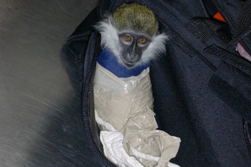 One airline passenger was recently arrested after a routine luggage search found a small monkey bound and gagged inside her handbag