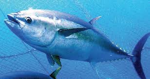 BLUEFIN TUNA: The regional government and the National Oceanography Institute have invested €6 million to kickstart the captive breeding programme