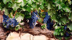 GRAPE HARVEST: Despite the lack of quantity, experts are predicting an increase in the quality of grapes which will go some way to make up for the lack of numbers