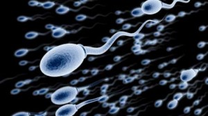 Research conducted at the University of Valencia concluded that high levels of the male sex hormone testosterone actually impede sperm production