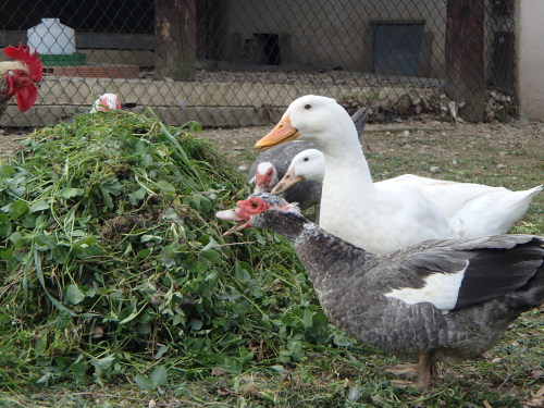 I grew quite fond of the ducks. Their cheerful waddling and perky, upturned tail feathers never failed to make me smile