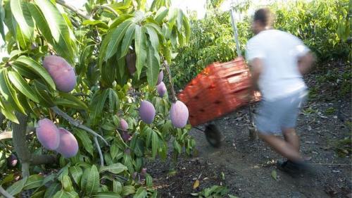 MANGO THEFT: The move came after farm association Asaja met with Guardia Civil, local police and the Velez-Malaga’s mayor to discuss ways to cut down on theft