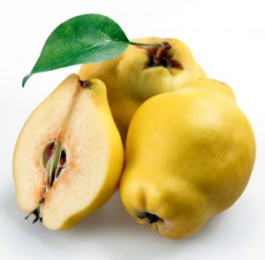 BITTERSWEET:  The quince is related to the rose family and is seen in some cultures as a symbol of fertility, life and love