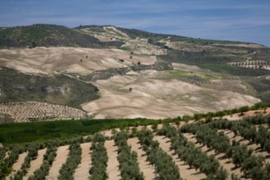 Andalucia’s General Director for Quality and Organic Production, Ana Romero, praised the region’s organic development, which has received more than €300 million of outside investment over the past five years