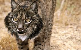 ENDANGERED SPAIN: According to latest Red List of Threatened Species, a total of 552 endangered species –  including the Iberian lynx and the Mediterranean monk seal – live in Spain