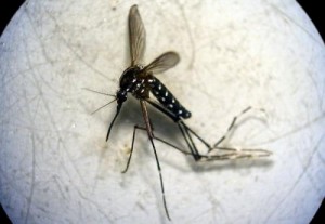 POTENTIAL KILLER: The deadly tiger mosquito has been recorded in Andalucia for the first ever time