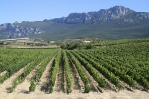 GRAPES: Vineyards across Spain are being restructured at a rapid pace, as high-yielding varieties such as cabernet sauvignon, merlot and chardonnay take over