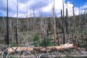 NEW LAW: Green groups Ecologistas en Accion, SEO/BirdLife and Equo insist the change to the Forest Act will allow environmental objections to be solved with an ‘accidental’ fire