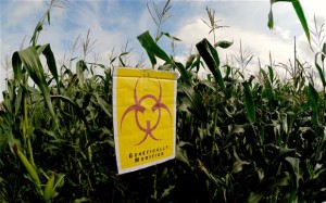 GENETICALLY MODIFIED: Each country in the EU would be allowed to decide for itself whether or not to allow GM crop production, under the new rules