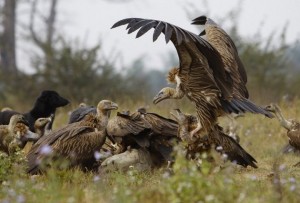 DICLOFENAC: A pain-killing anti-inflammatory medicine used on livestock – causes rapid, lethal kidney failure to vultures eating contaminated carrion