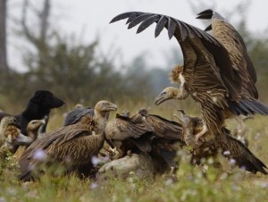 DICLOFENAC: A pain-killing anti-inflammatory medicine used on livestock – causes rapid, lethal kidney failure to vultures eating contaminated carrion