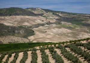 Andalucia produces 73% of Spain's olive oil