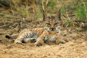 IBERIAN LYNX: They are still in danger of becoming the first feline mammal to die out in more than 2,000 years