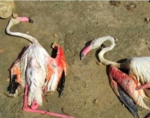 DEAD: Flamingos battered to death in a freak hail storm