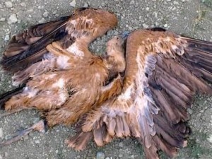 dead-vultures-guadalteba-windfarm