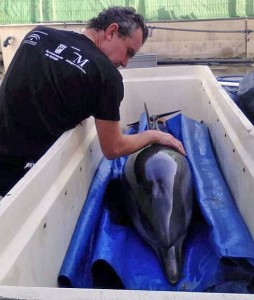 dolphin-rescue-malaga