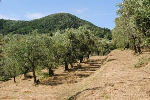 olive-groves