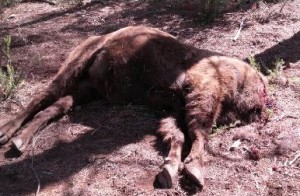 bison-headless