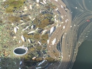 fuengirola-river-dead-fish