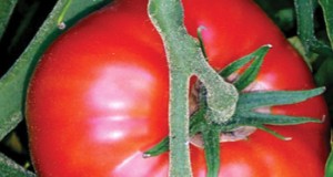 Organic raf tomatoes