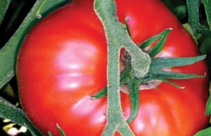 Organic raf tomatoes