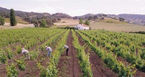Organic wine from the Federico Schatz vineyard near Ronda